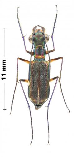 Odontocheila iodopleura